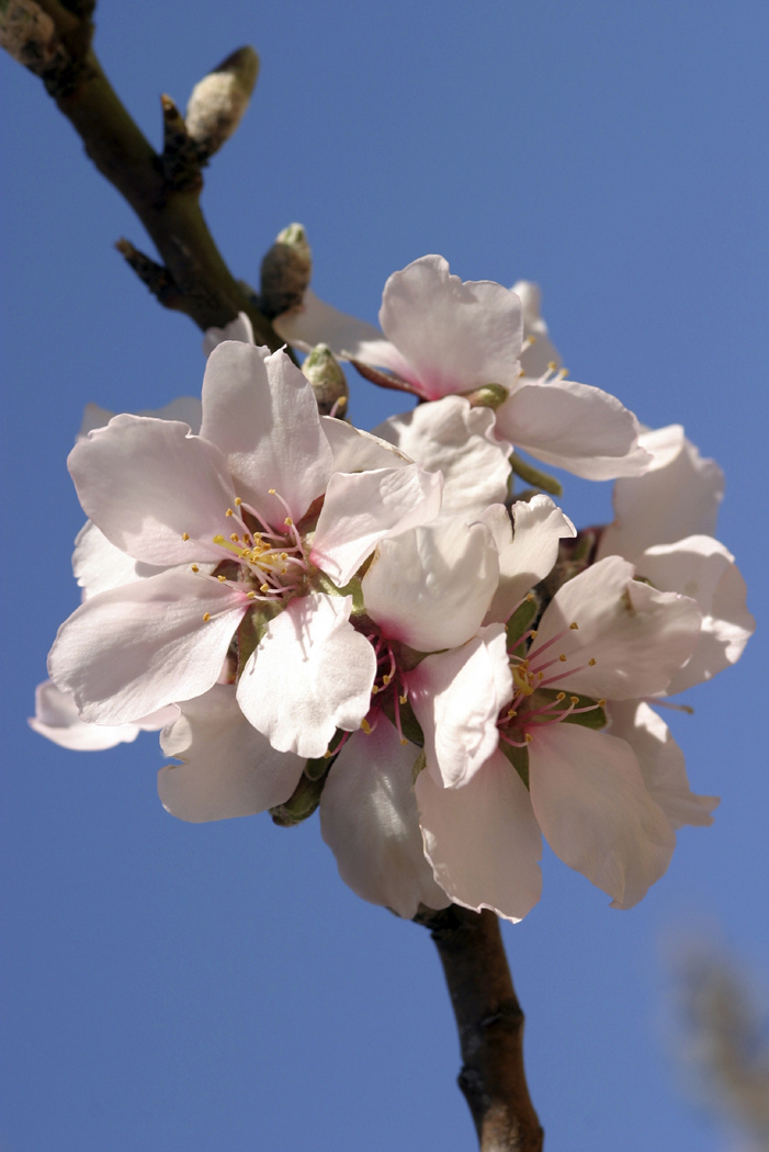 Almod Blossoms