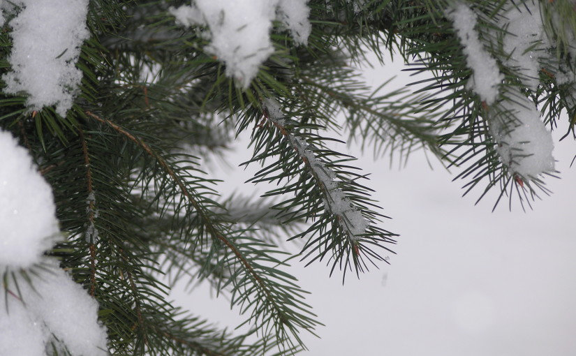 Snow on Evergreen