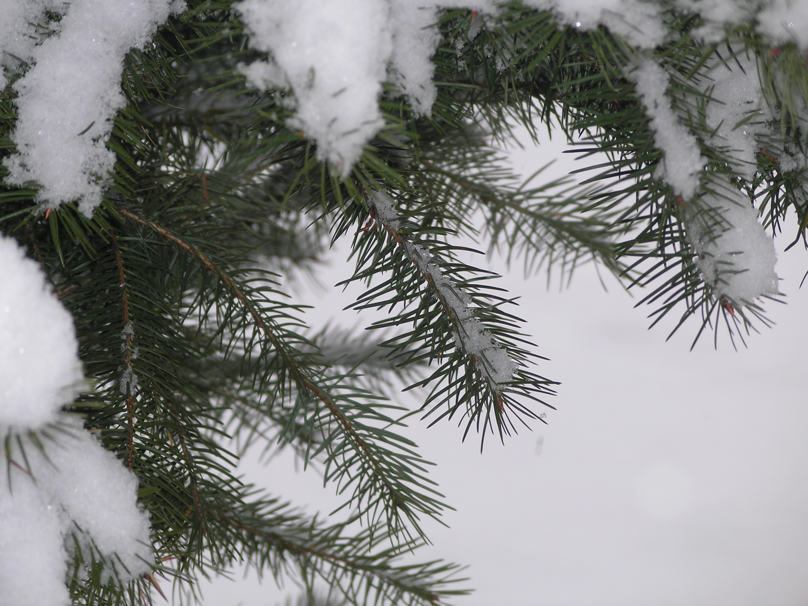 Snow on Evergreen
