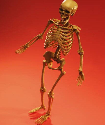 human skeleton