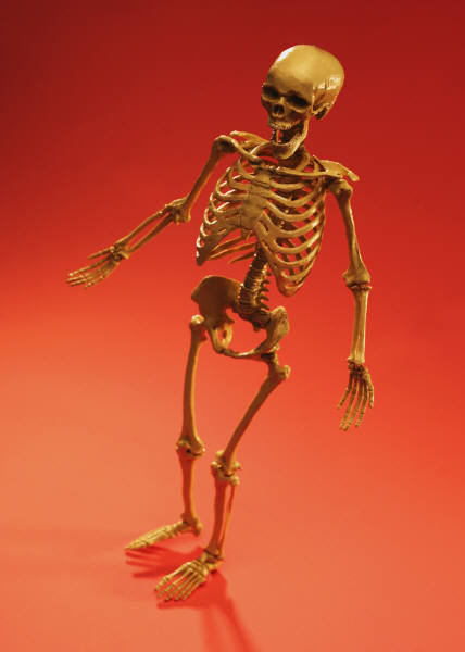 human skeleton