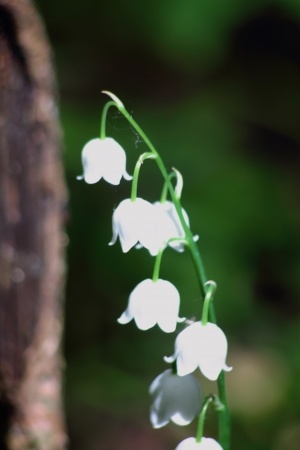 Liliy of the Valley