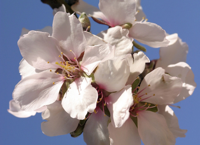 Almod Blossoms